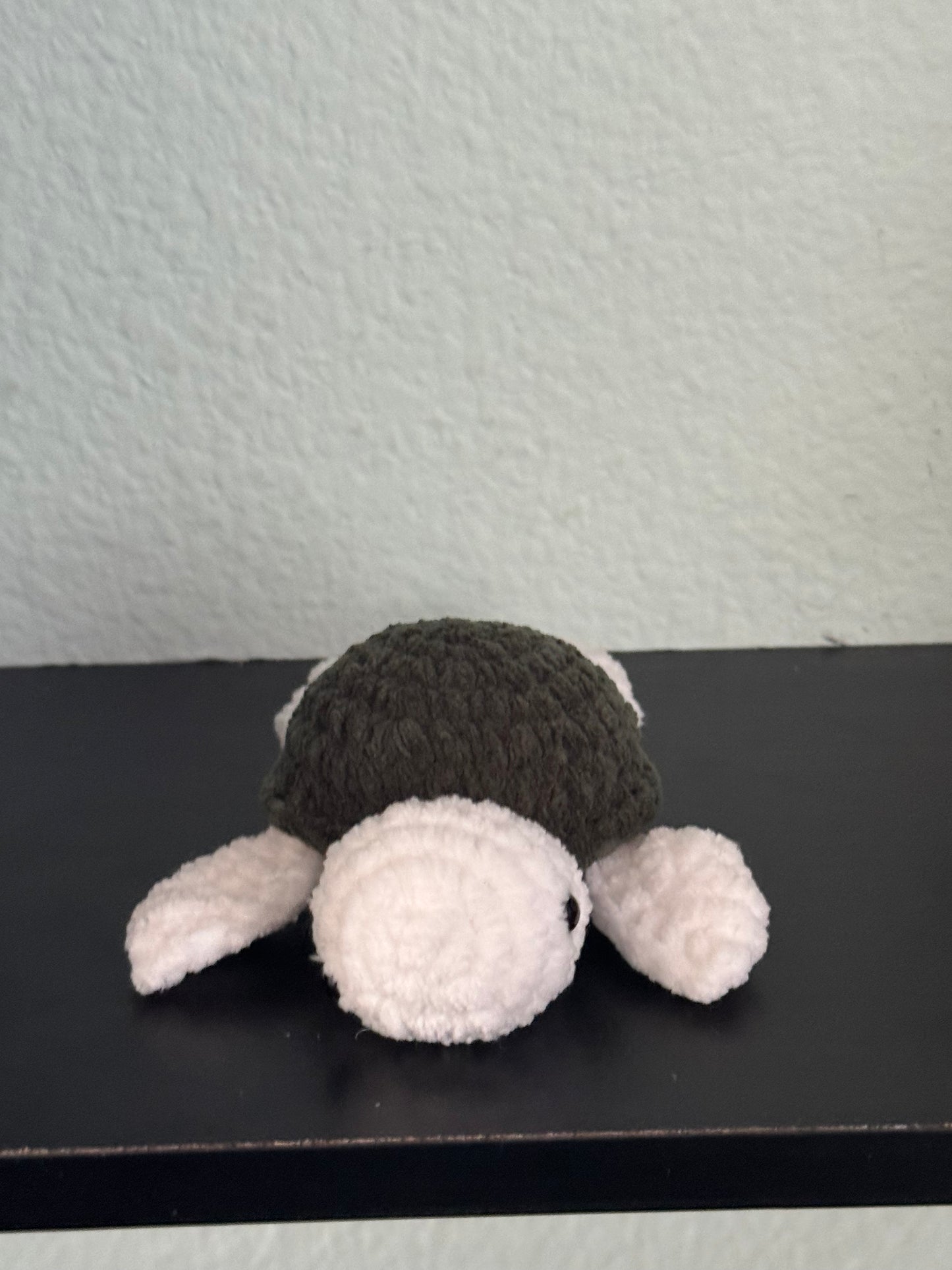 Baby turtle